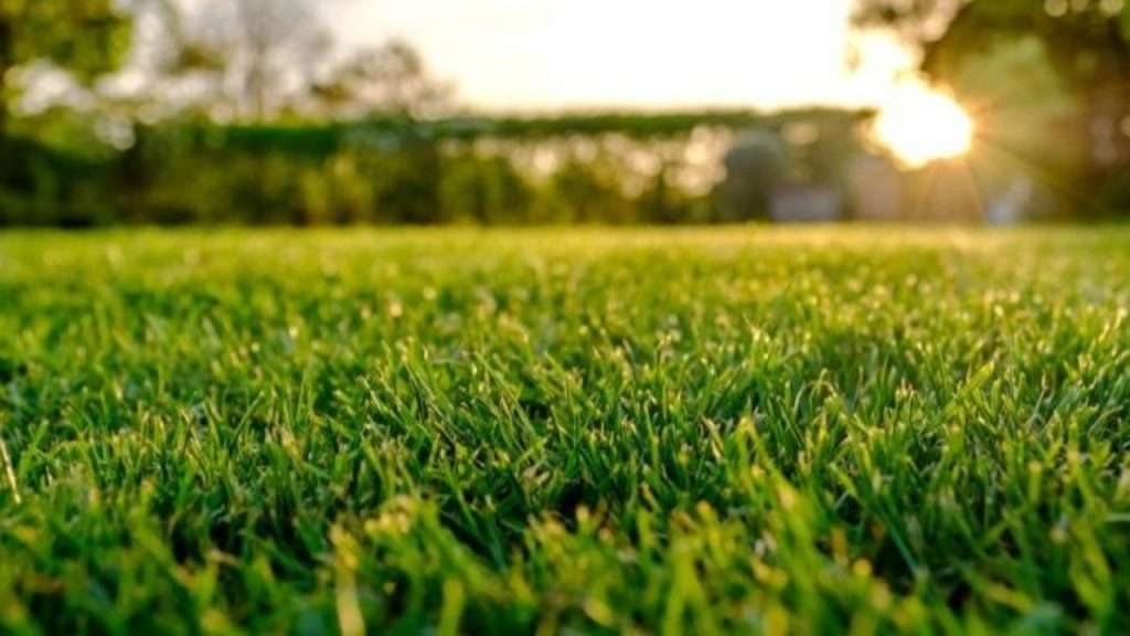 cesped natural vs cesped artificial