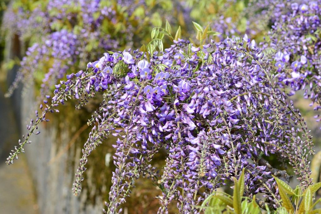 las mejores plantas para jardín