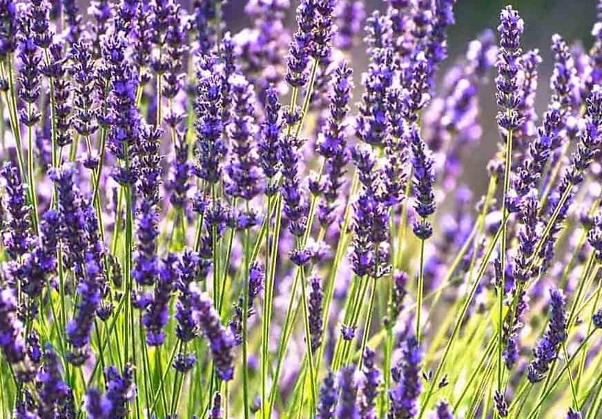 las mejores plantas para jardín
