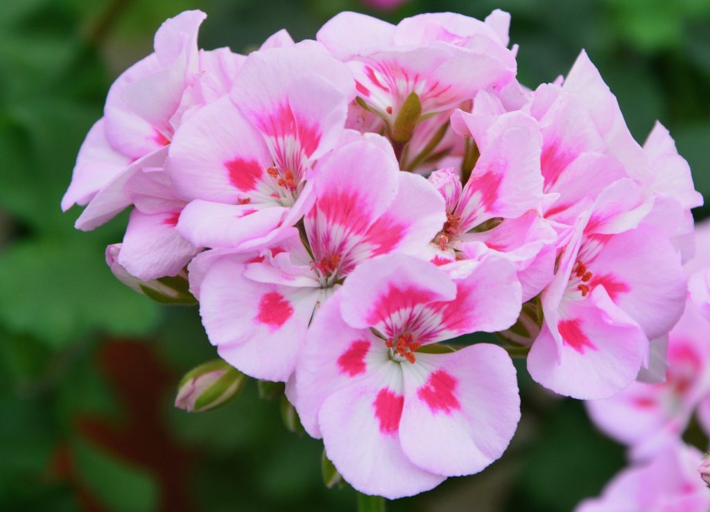 las mejores plantas para jardín